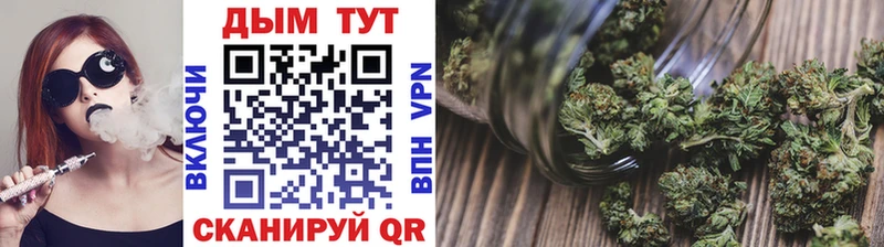 Конопля сатива  где продают   Балтийск 